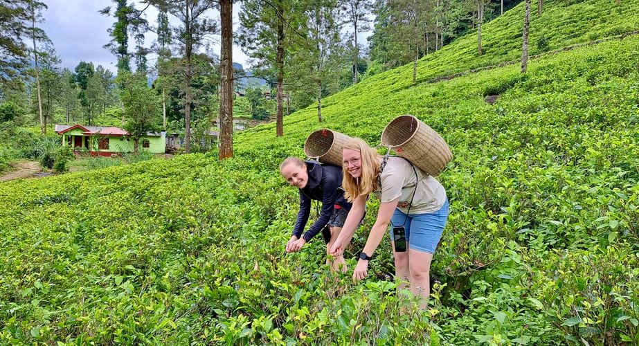 Bezoek theeplantage Bezoek theeplantage